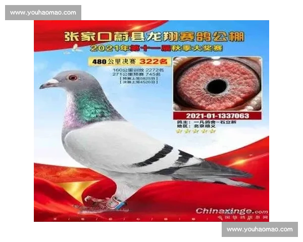 河北信鸽比赛盛况：百余鸽手激烈角逐展现顶级飞行技巧与培养经验