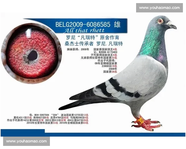 白信鸽比赛背后的竞技魅力与文化传承探析 白信鸽比赛背后的竞技魅力与文化传承探析