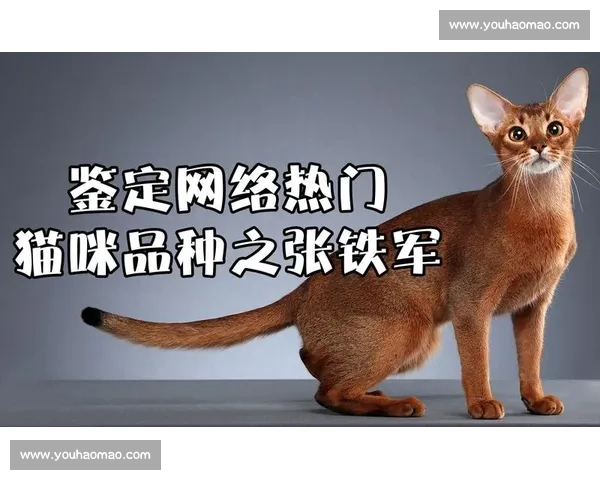 国际猫咪品种比赛等级与评定标准全解析指南 国际猫咪品种比赛等级与评定标准全解析指南